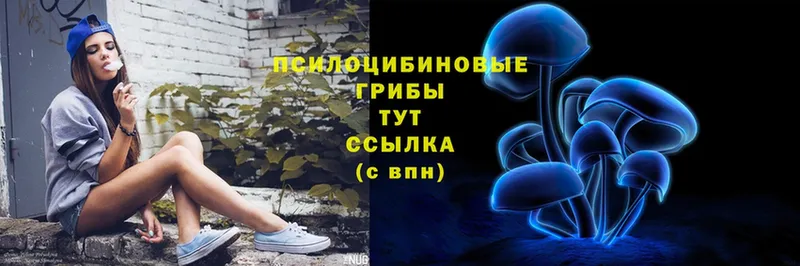 Псилоцибиновые грибы Psilocybe  Покров 